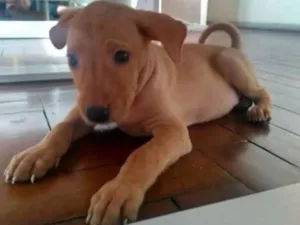 Cachorro raça Indefinida idade 2 a 6 meses nome Sem nome