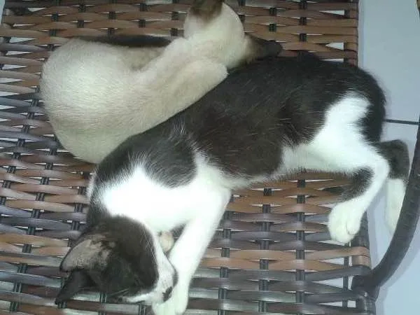 Gato raça mestiços idade 2 a 6 meses nome sem nome