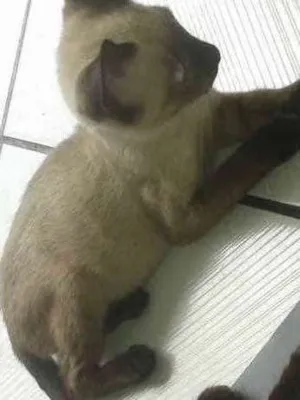 Gato raça mestiços idade 2 a 6 meses nome sem nome