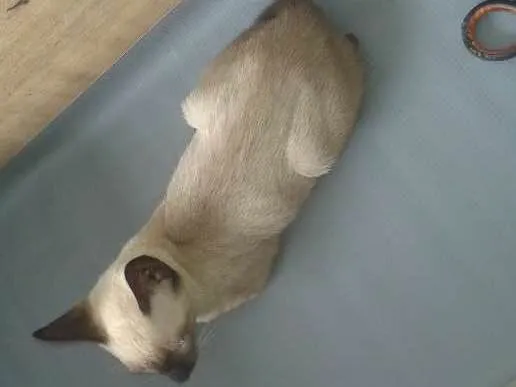 Gato raça mestiços idade 2 a 6 meses nome sem nome