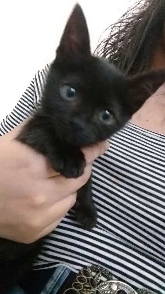 Gato ra a SRD idade Abaixo de 2 meses nome DOA COM URGÊNCIA
