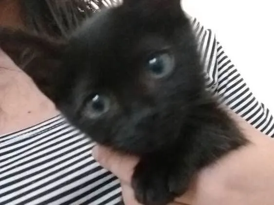 Gato ra a SRD idade Abaixo de 2 meses nome DOA COM URGÊNCIA