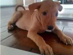 Cachorro raça Indefinada idade 2 a 6 meses nome Sem nome