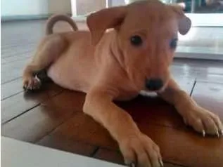 Cachorro ra a Indefinada idade 2 a 6 meses nome Sem nome