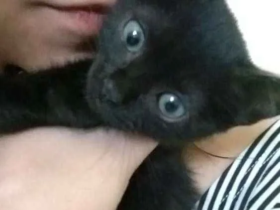 Gato ra a SRD idade Abaixo de 2 meses nome DOA COM URGÊNCIA