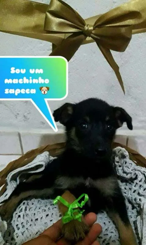 Cachorro raça SRD idade 2 a 6 meses nome Lindos