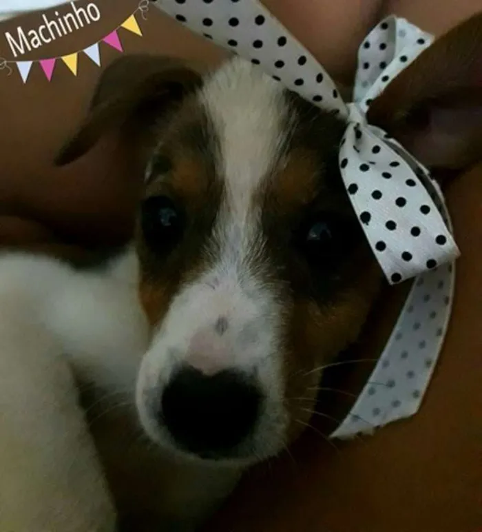 Cachorro raça SRD idade 2 a 6 meses nome Lindos