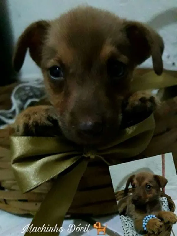 Cachorro raça SRD idade 2 a 6 meses nome Lindos