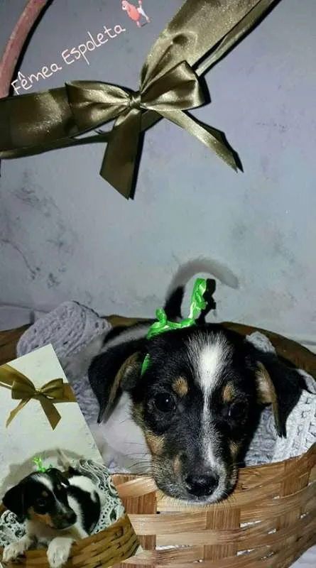 Cachorro raça SRD idade 2 a 6 meses nome Lindos