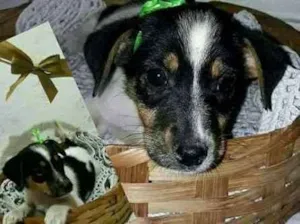 Cachorro raça SRD idade 2 a 6 meses nome Lindos