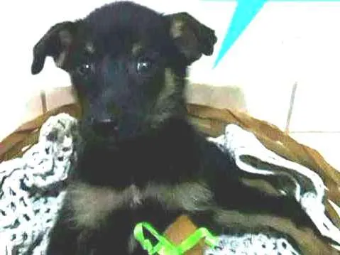 Cachorro raça SRD idade 2 a 6 meses nome Lindos