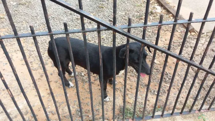 Cachorro ra a Basse e vira latas idade 6 ou mais anos nome Lilica e max