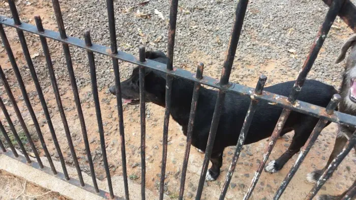 Cachorro ra a Basse e vira latas idade 6 ou mais anos nome Lilica e max