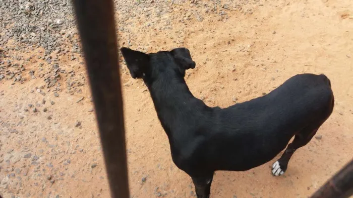 Cachorro ra a Basse e vira latas idade 6 ou mais anos nome Lilica e max