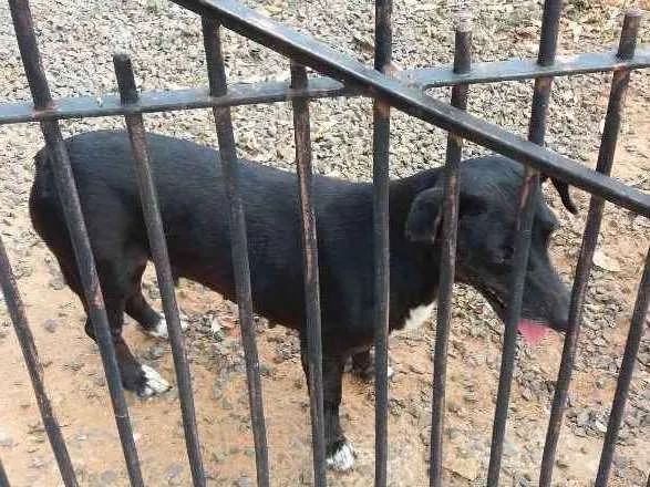 Cachorro ra a Basse e vira latas idade 6 ou mais anos nome Lilica e max