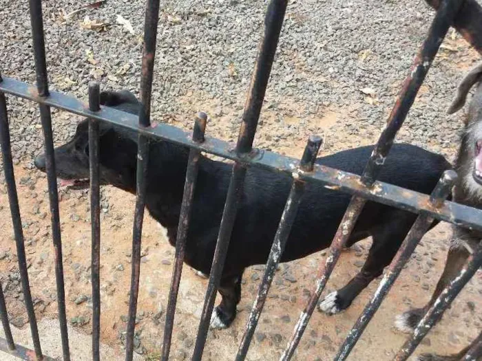 Cachorro ra a Basse e vira latas idade 6 ou mais anos nome Lilica e max