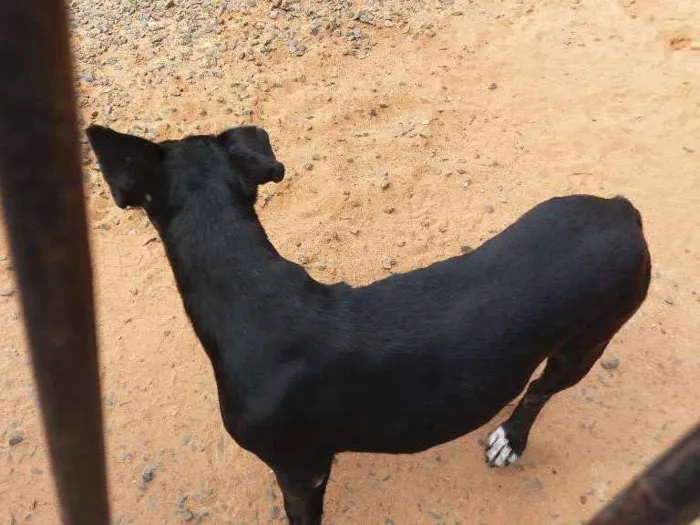 Cachorro ra a Basse e vira latas idade 6 ou mais anos nome Lilica e max
