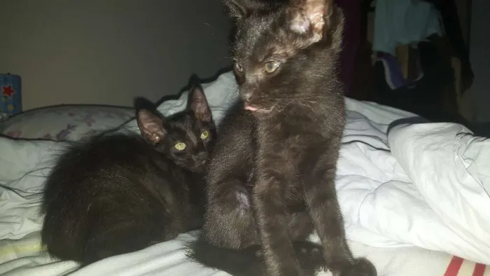 Gato ra a Srd idade 2 a 6 meses nome Ivete e Sangalo