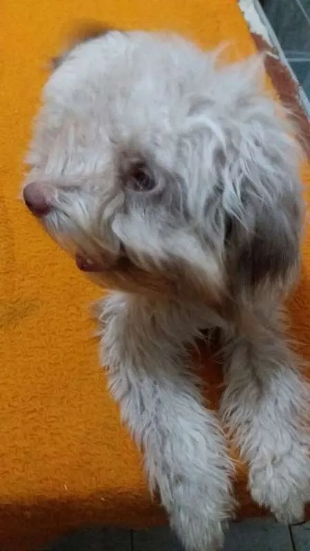 Cachorro raça Poodle idade 7 a 11 meses nome Luna