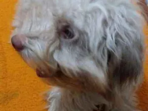 Cachorro raça Poodle idade 7 a 11 meses nome Luna
