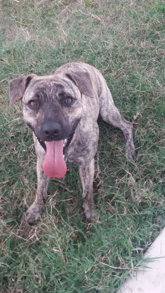 Cachorro ra a viralata idade 1 ano nome thulinha