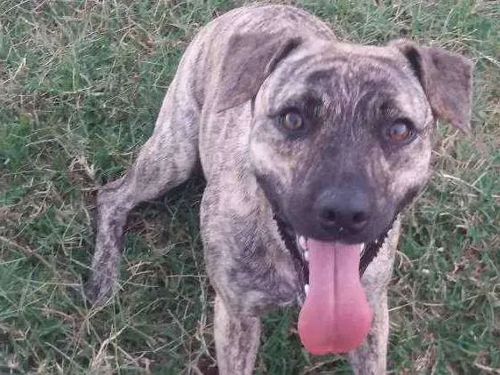 Cachorro ra a viralata idade 1 ano nome thulinha