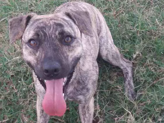 Cachorro ra a viralata idade 1 ano nome thulinha