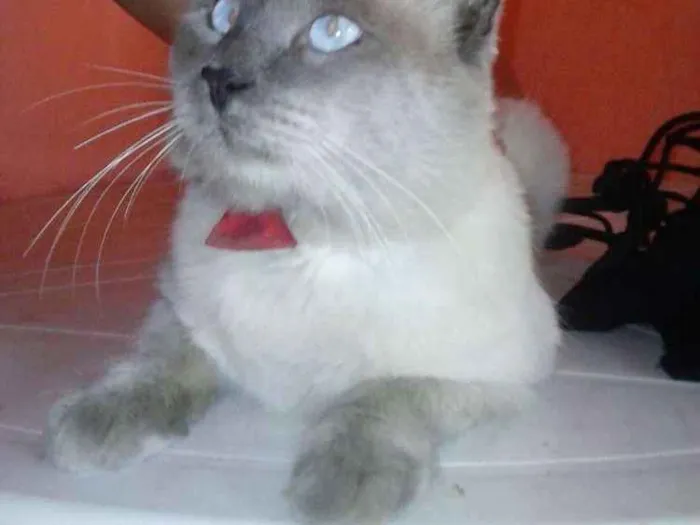 Gato ra a Siamês claro idade 1 ano nome Dom Corleone