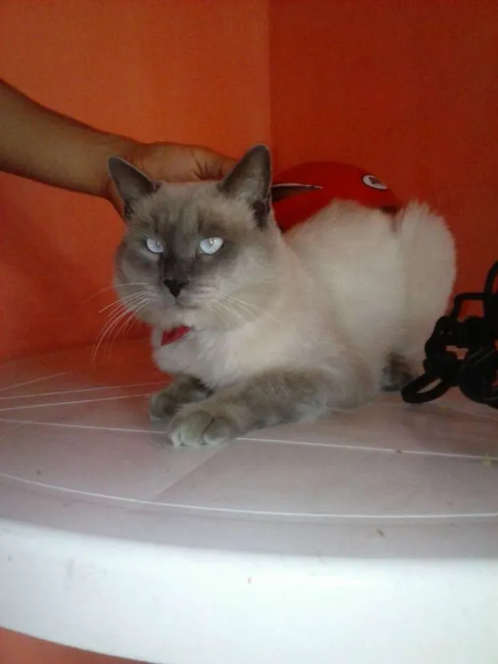 Gato ra a Siamês claro idade 1 ano nome Dom Corleone