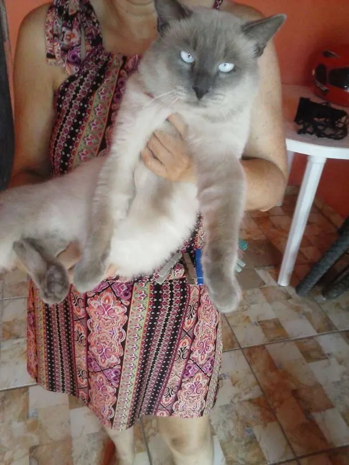Gato ra a Siamês claro idade 1 ano nome Dom Corleone