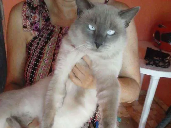 Gato ra a Siamês claro idade 1 ano nome Dom Corleone