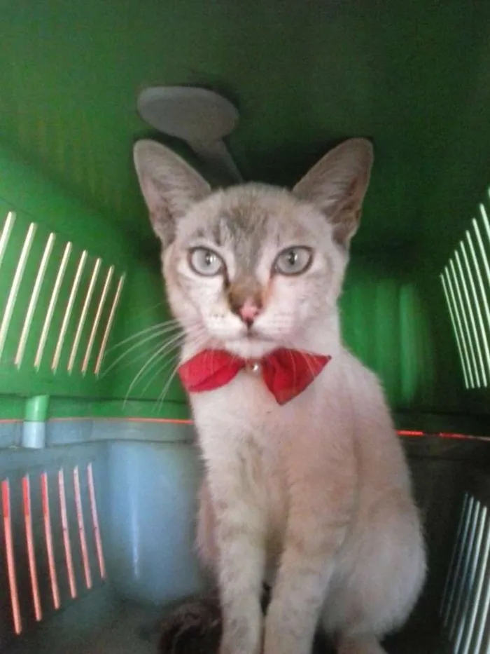 Gato ra a Mista idade 2 a 6 meses nome Oi