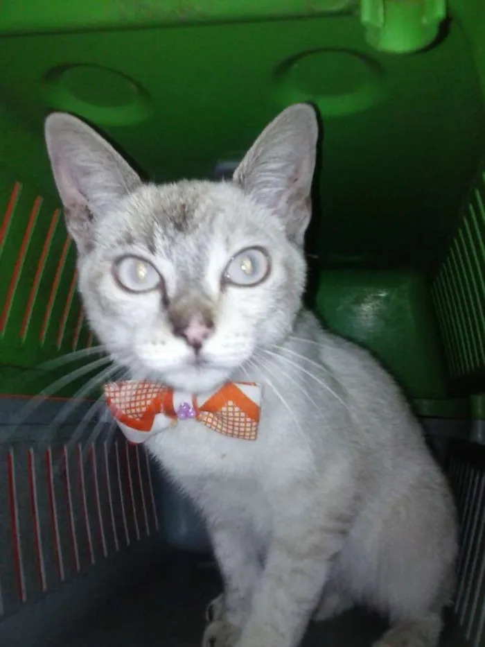 Gato ra a Mista idade 2 a 6 meses nome Oi