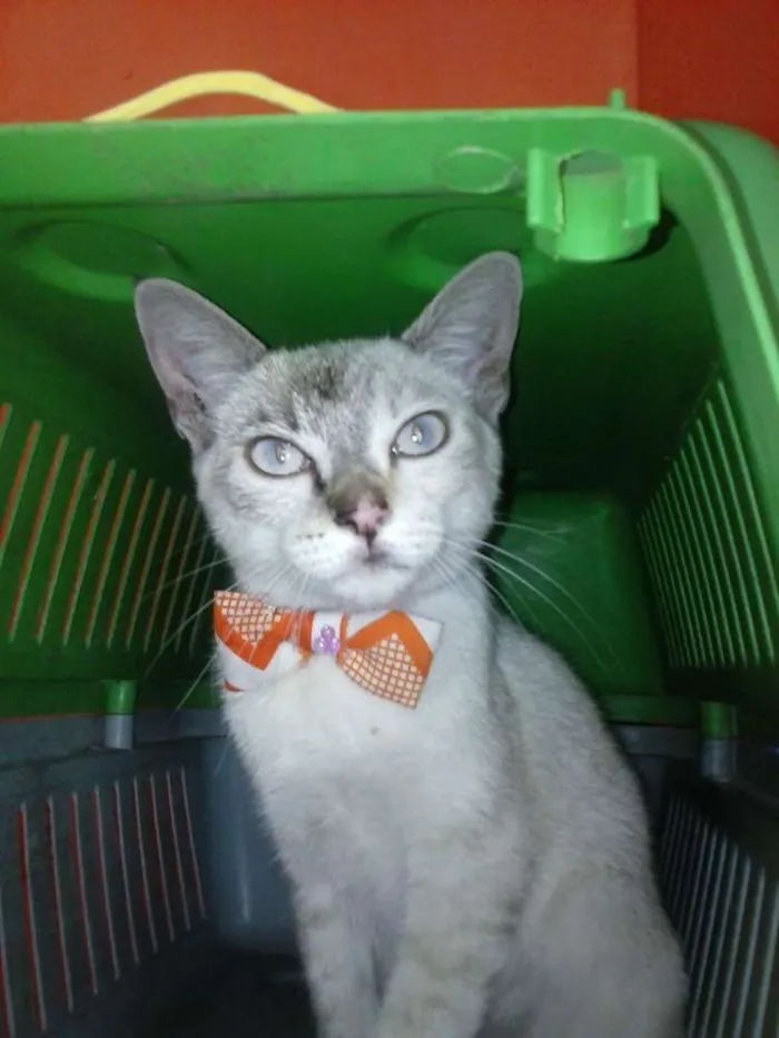 Gato ra a Mista idade 2 a 6 meses nome Oi