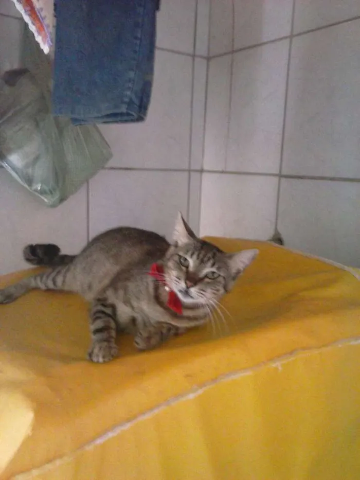 Gato ra a European shorthair  idade 1 ano nome Jovem europeia