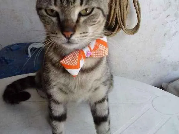 Gato ra a European shorthair  idade 1 ano nome Jovem europeia