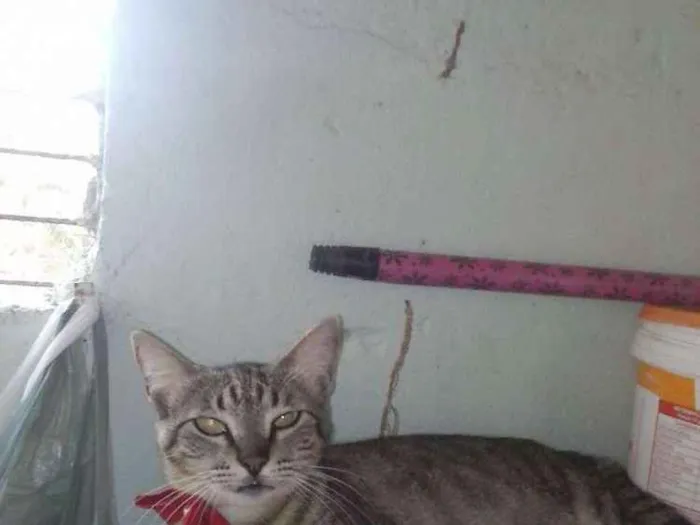 Gato ra a European shorthair  idade 1 ano nome Jovem europeia
