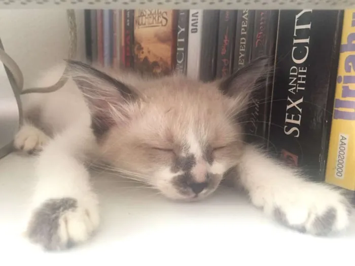 Gato raça SRD idade 2 a 6 meses nome Gatinhos