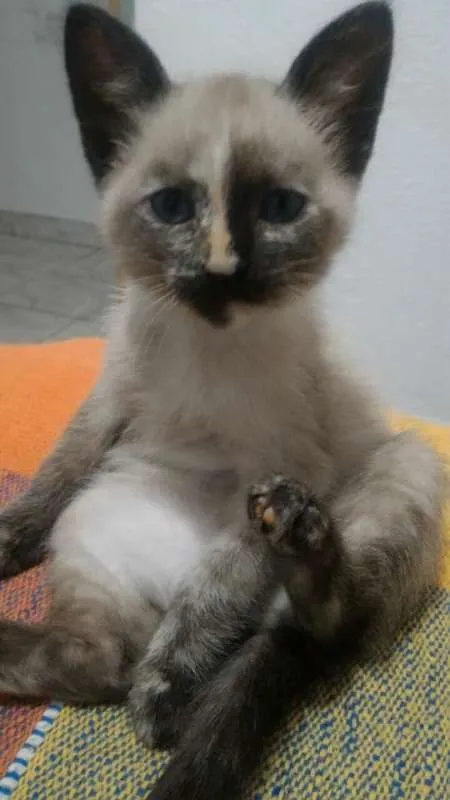 Gato raça SRD idade 2 a 6 meses nome Gatinhos