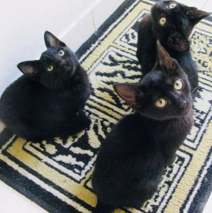 Gato raça SRD idade 2 a 6 meses nome Gatinhos