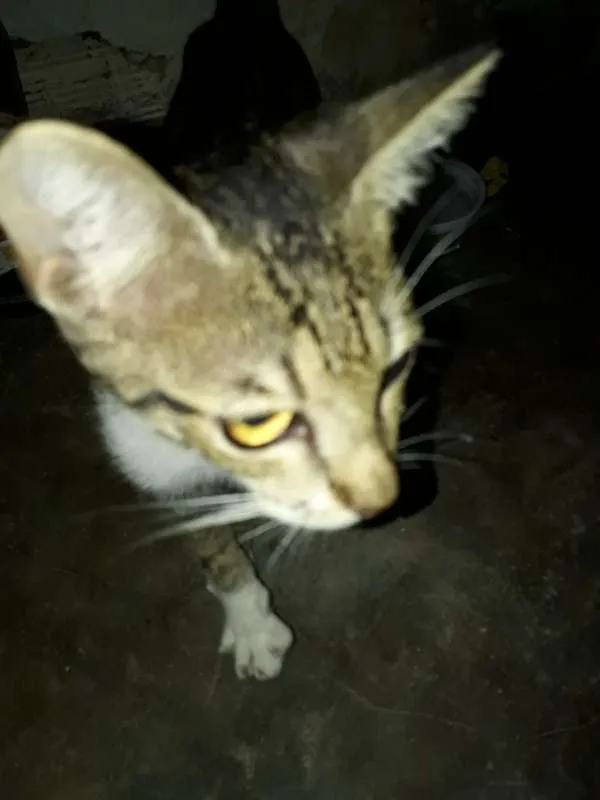 Gato ra a vl idade 2 a 6 meses nome tigrado 