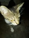 tigrado