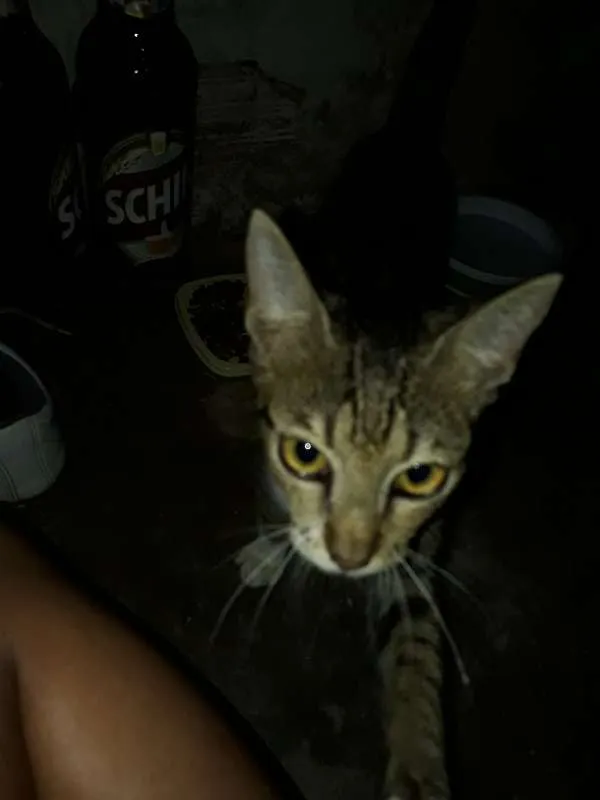 Gato ra a vl idade 2 a 6 meses nome tigrado 