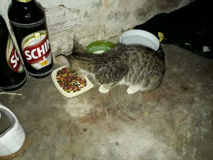 Gato ra a vl idade 2 a 6 meses nome tigrado 