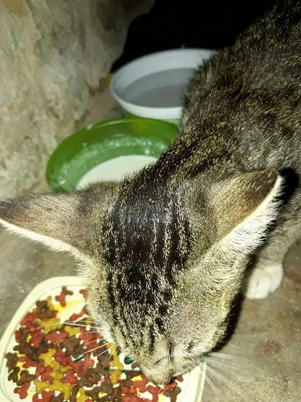 Gato ra a vl idade 2 a 6 meses nome tigrado 