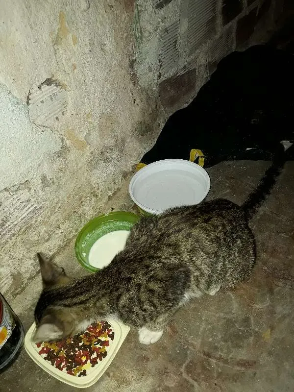 Gato ra a vl idade 2 a 6 meses nome tigrado 