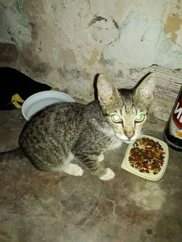 Gato ra a vl idade 2 a 6 meses nome tigrado 