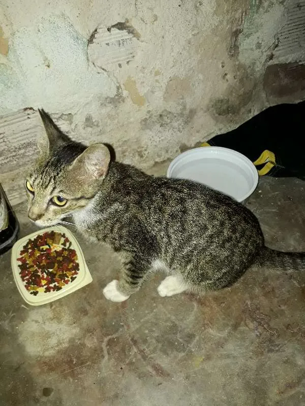 Gato ra a vl idade 2 a 6 meses nome tigrado 