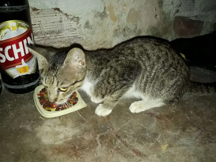 Gato ra a vl idade 2 a 6 meses nome tigrado 