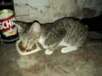 tigrado